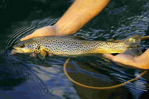 An evening caught summer wild brown trout from the Usk