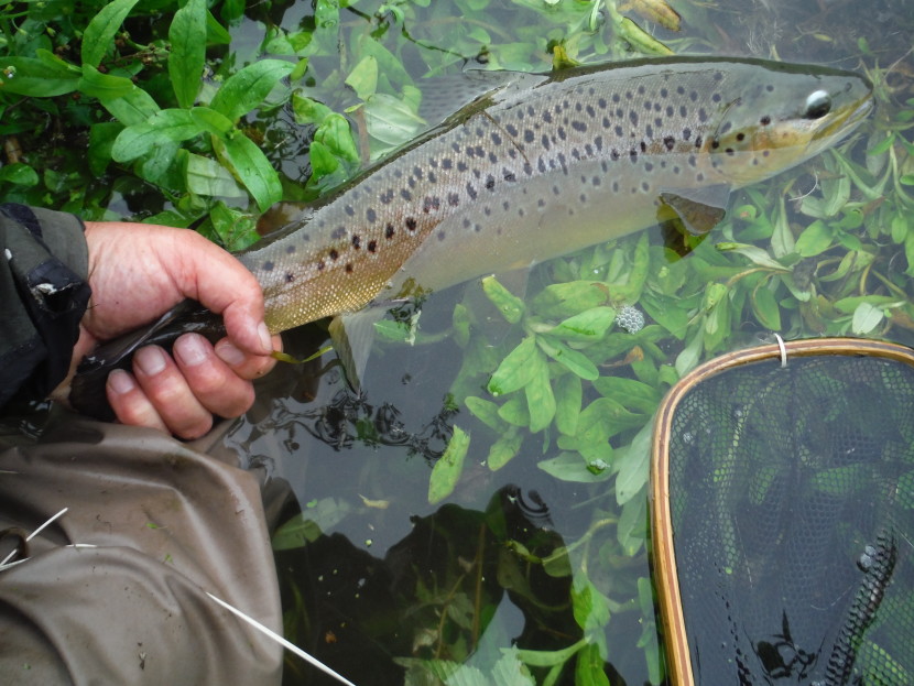 Oliver Burch's Trout and Grayling Monthly Report - September 2021