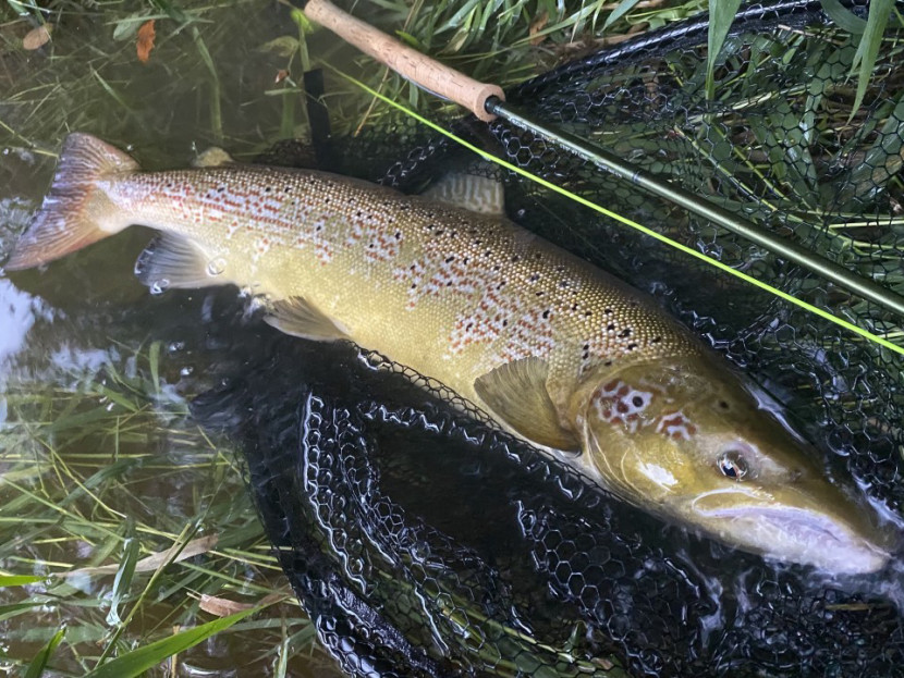Cock fish from the Orchard Pool - TH from Brecon