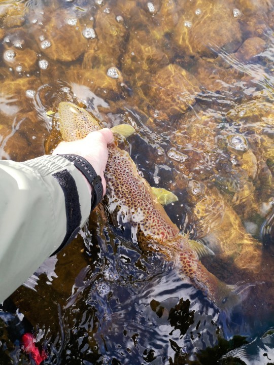 Litton's Fishing Lines: Fly Fishing for Highlands Trout Good into June