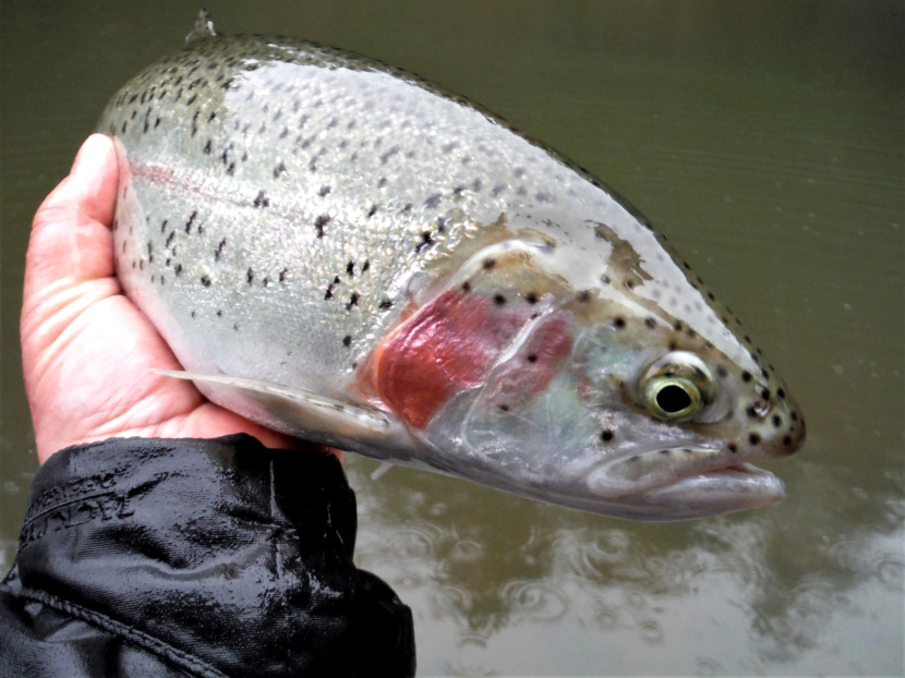 Oliver Burch's Trout and Grayling Monthly Report - May 2020