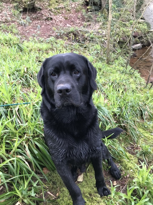 Penpont labrador - AM from Romsey