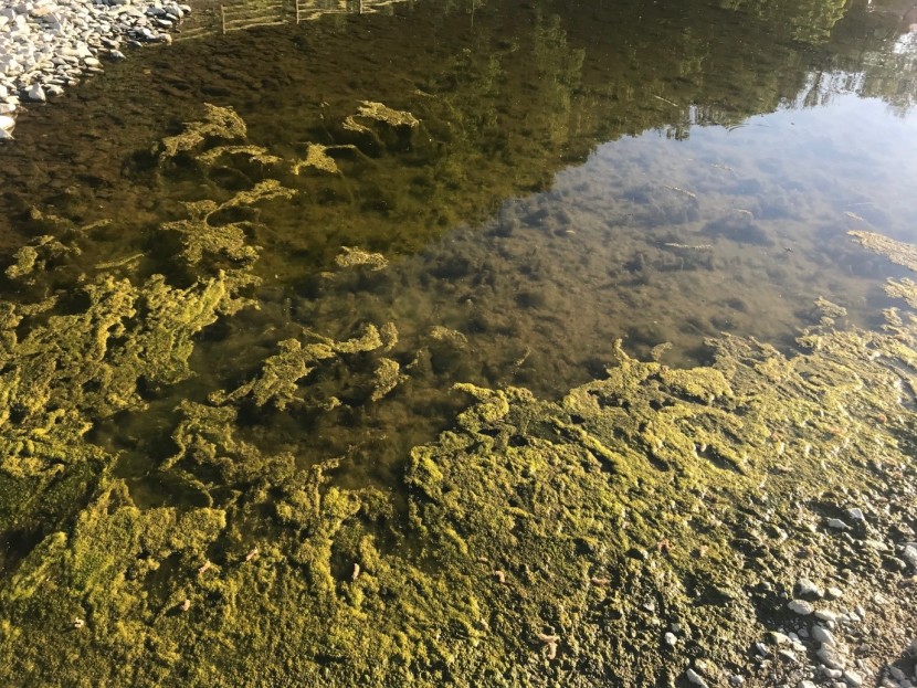 Low flows and algae on the Tywi