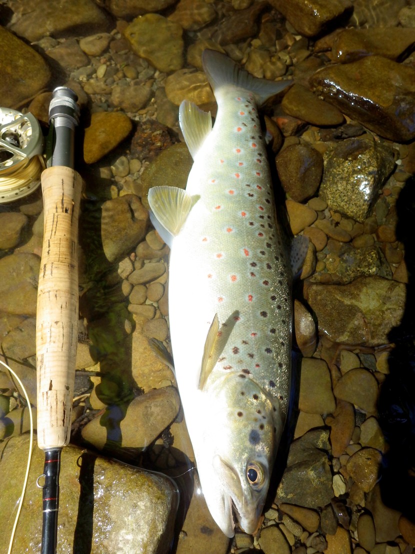 Oliver Burch's Trout and Grayling Monthly Report - May 2020