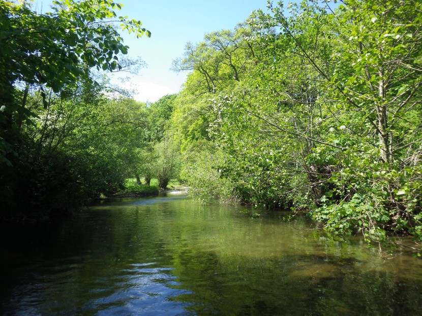 Mowley Wood - Seth Johnson-Marshall