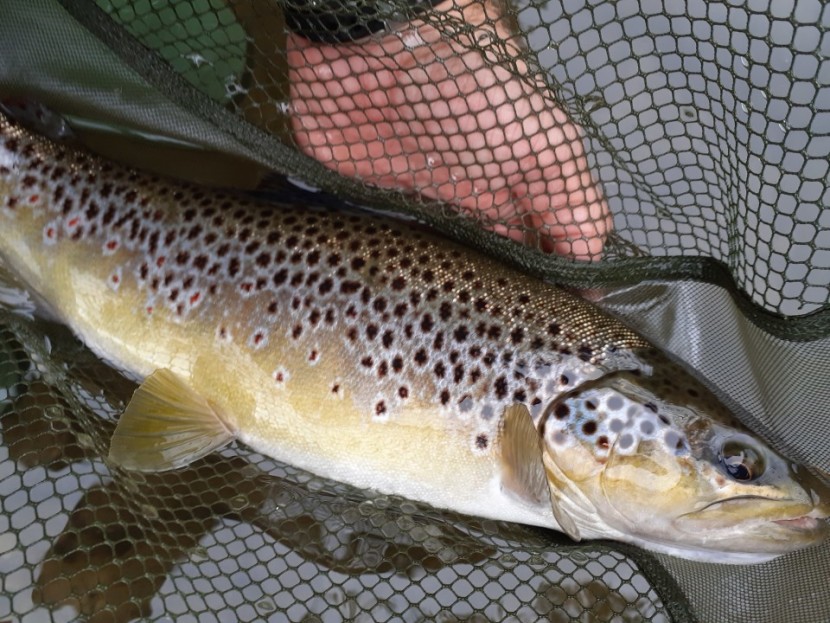 Litton's Fishing Lines: Fly Fishing Trout as Streams Cool