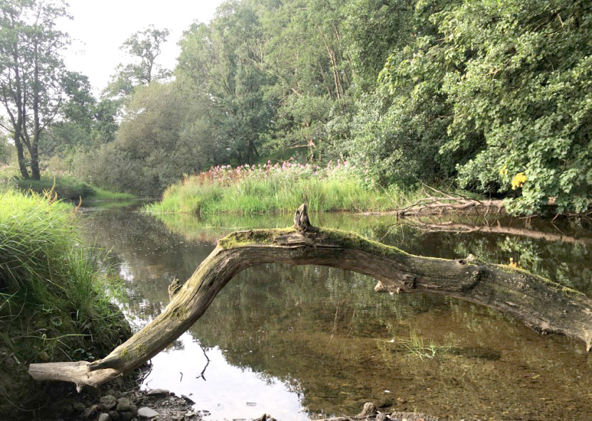 River Cammarch on summer low - DG from Hereford